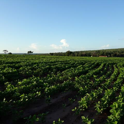Fazenda centro sul do Maranhão - Foto 5