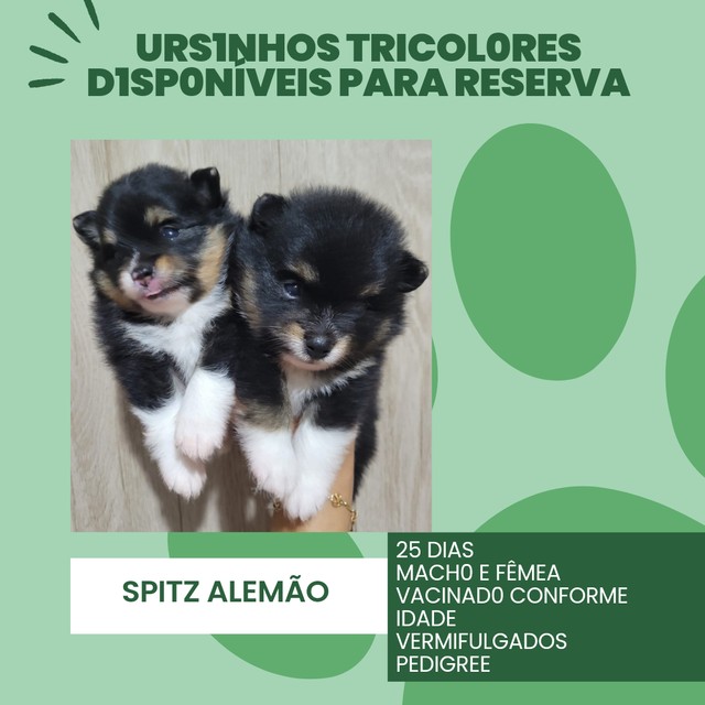 Spitz Alemão Anão/ Lulu da Pomerania 