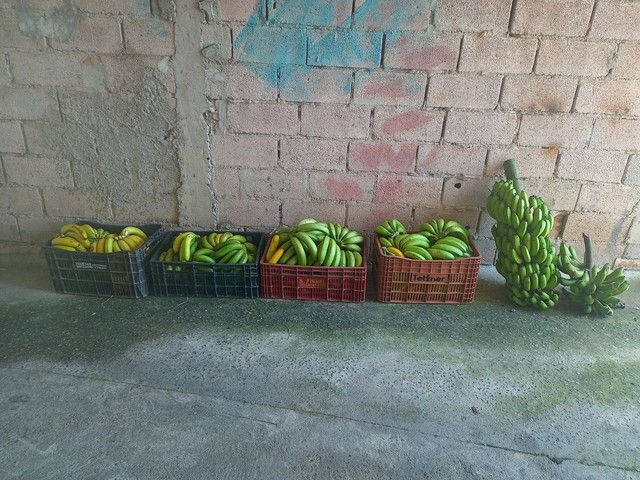 Banana cada caixa com mais de 11 duzias
