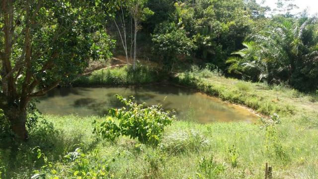 Cidade ilhéus região Japu, Sitio 72 hectares - Foto 4