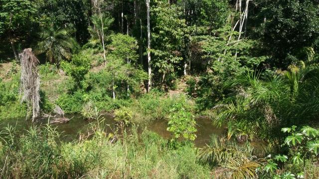Cidade ilhéus região Japu, Sitio 72 hectares - Foto 15