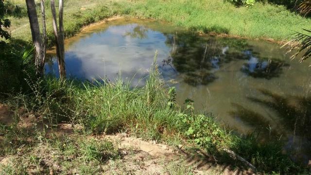 Cidade ilhéus região Japu, Sitio 72 hectares - Foto 11