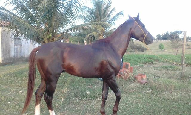 Vendo cavalo Quarto de Milha - Foto 3