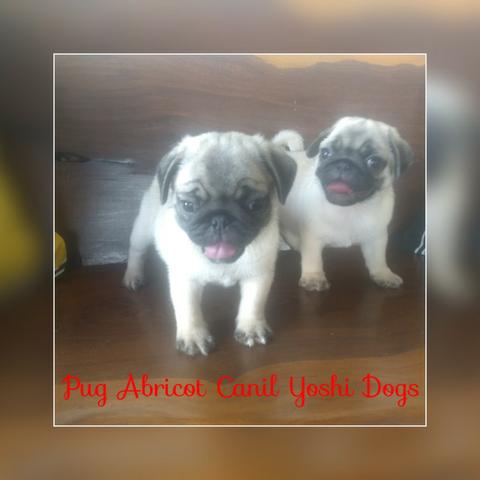 Filhotes de Pug macho e fêmea de pronta entrega