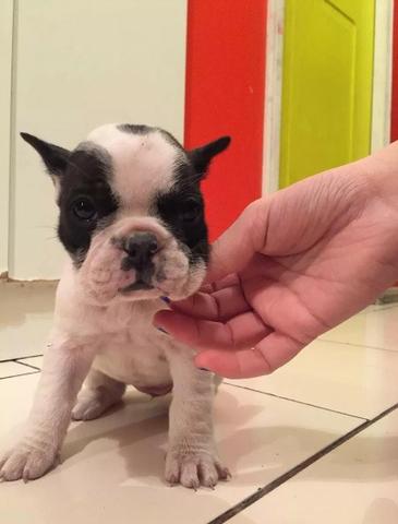 Bulldog Francês todas as cores com garantia total de saúde em contrato - Foto 2