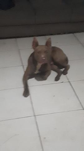 Pit bull