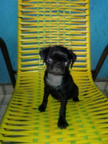 Limda pug femeia - Foto 2