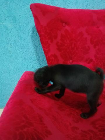 Limda pug femeia