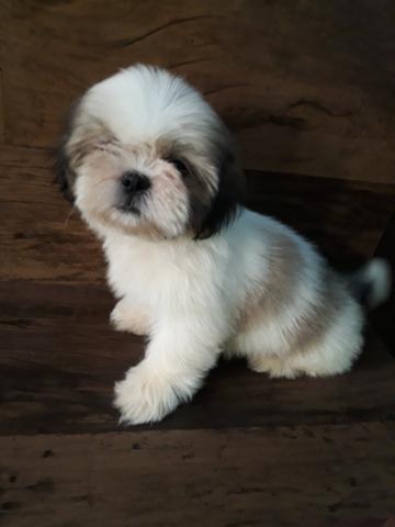 Lindos filhotes de shih tzu mini
