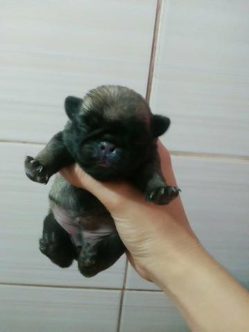 Lindos filhotes de pug reserve ja - Foto 6