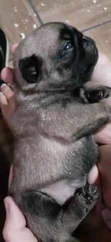 Lindos filhotes de pug reserve ja - Foto 3