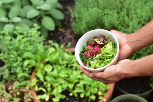 Horta orgânica - Aprenda a fazer na sua própria casa!