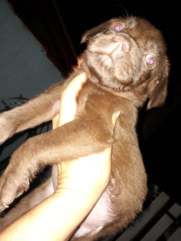 Labrador 150 leia