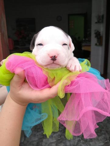 Filhotes american Staffordshire Terrier - Foto 3