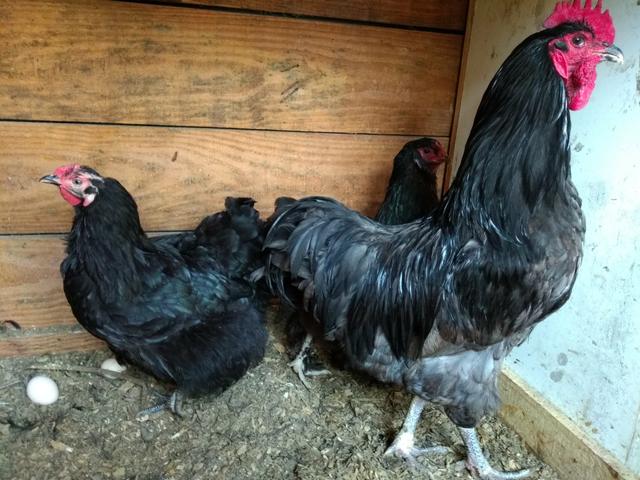 Ovos galados Brahma e várias raça - Foto 4