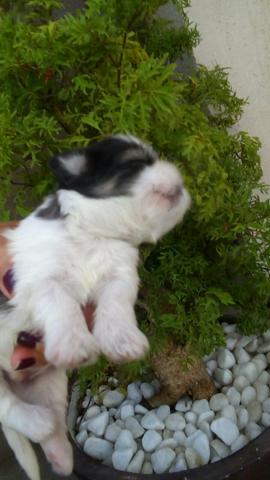 Shih Tzu - Foto 2
