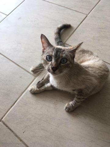 Gatos - Foto 2
