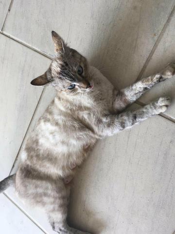 Gatos - Foto 3