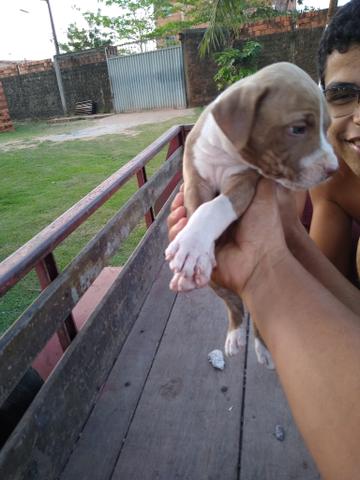 Filhos de Pitbull Monsters - Foto 5