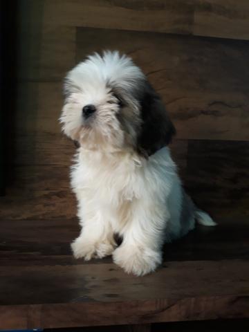 Lindos filhotes de shih tzu mini - Foto 2