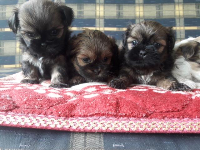 Vendo machinhos Lhasa Apso