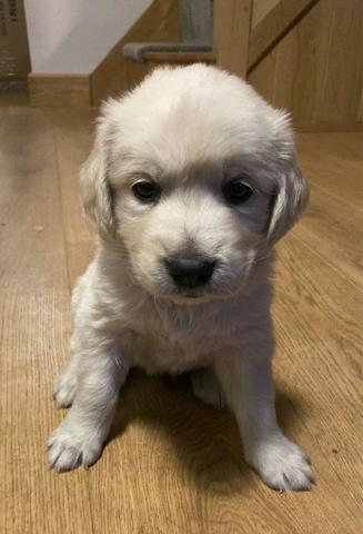 Raça Golden Retrieve, FIlhotes de 40 a 60 dias de idade, Vacinados e Vermifugados - Foto 3