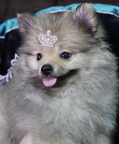 Linda fêmea de Spitz Alemão muito peluda linhagem importada
