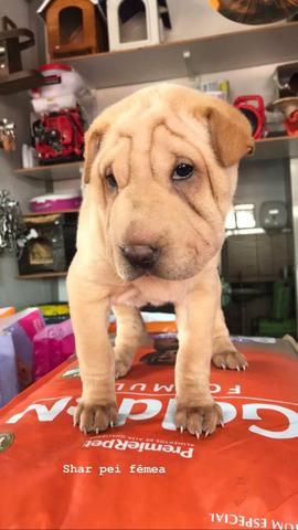 Shar pei fêmea