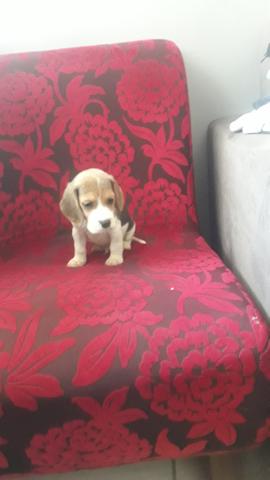 Beagle alto padrao