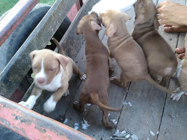 Filhos de Pitbull Monsters - Foto 6