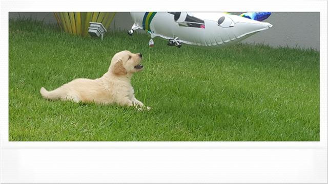 Golden Retriever macho & femea de pronta entrega - Foto 2