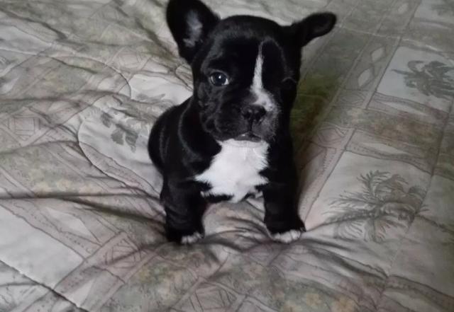Bulldog Francês todas as cores com garantia total de saúde em contrato - Foto 3