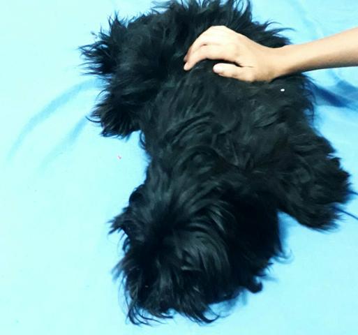 Shih tzu Preto macho