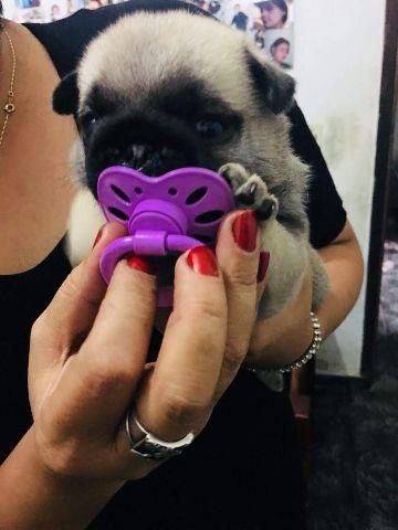 Pug bbs lindos