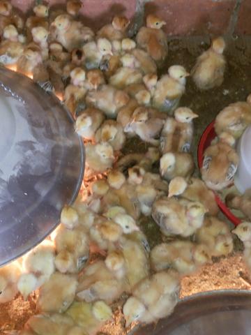Engorda de Frango Caipira - Foto 12