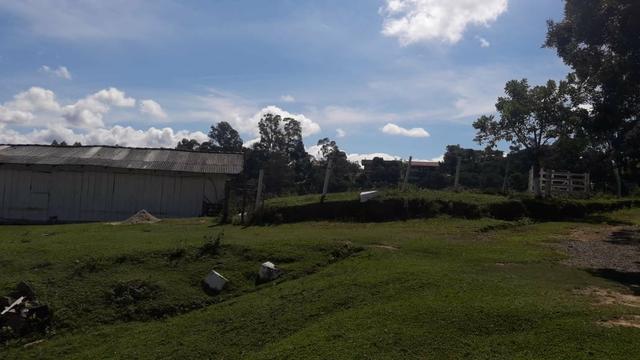 Engorda de Frango Caipira - Foto 5