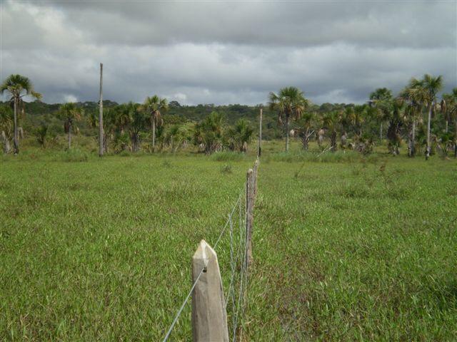Fazenda dupla aptidão Arinos MG - Foto 6