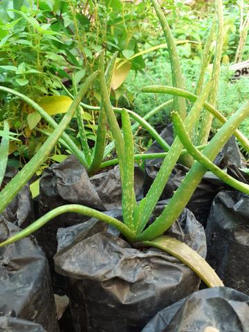 Plantas medicinais - Foto 6