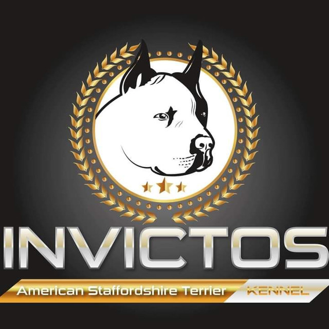Invictos AST Kennel - American Staffordshire Terrier