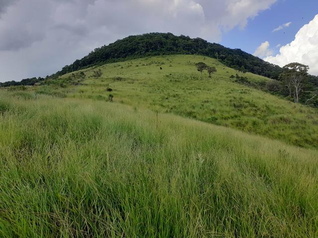 Fazenda Agricultura e Pecuária-Completa Arrendamento - Foto 16