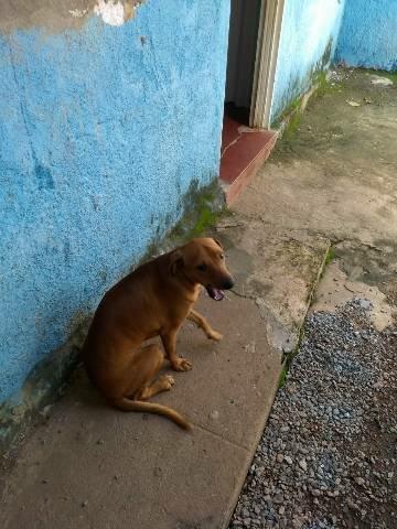 Doação quem tiver enteresse - Foto 2