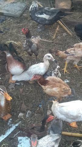 Vendo lote de aves - Foto 2