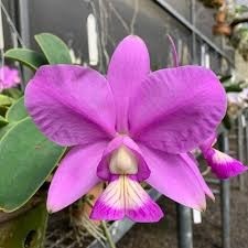 Orquídea Nobilior Tipo | Planta Adulta