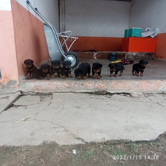 Rottweiler puro