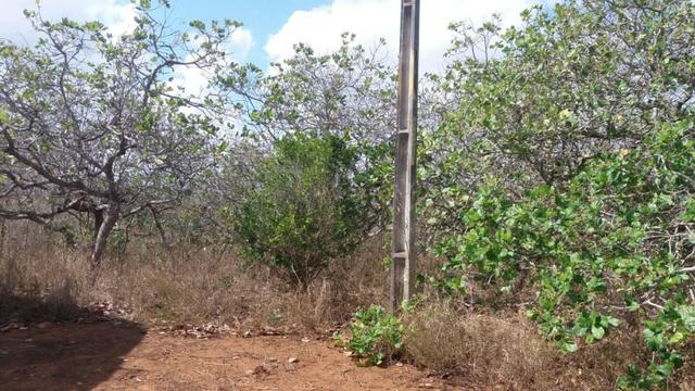 Ótima propriedade, escriturada, de 6 hectares, rica em frutas, em Glória do Goitá-PE - Foto 13