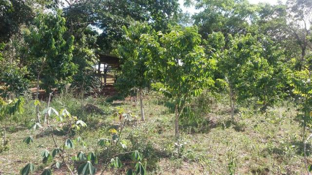 Cidade ilhéus região Japu, Sitio 72 hectares - Foto 20