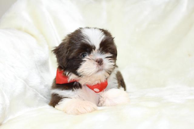 Temos lindos shihtzu micros perninhas curtas - Foto 3
