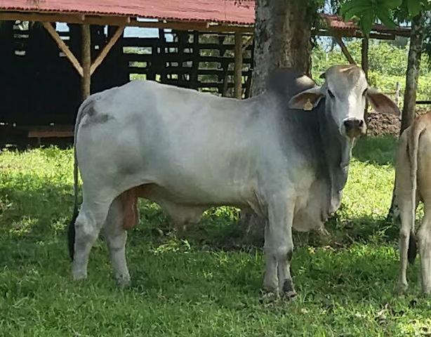 Touro Brahman - Foto 4