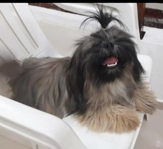 Vendo machinhos Lhasa Apso - Foto 2