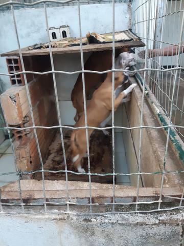 Cães box puro - Foto 4
